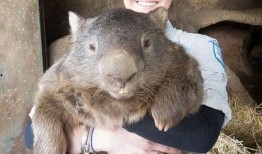 最新爆料老鼠事件是真的吗,老鼠事件真相揭秘，究竟是真的吗？